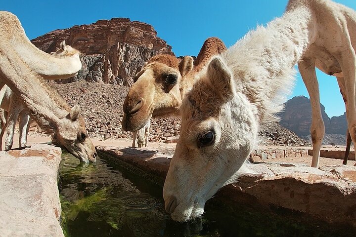 Full Day Jeep Tour & Traditional Lunch - Wadi Rum Desert Highlights