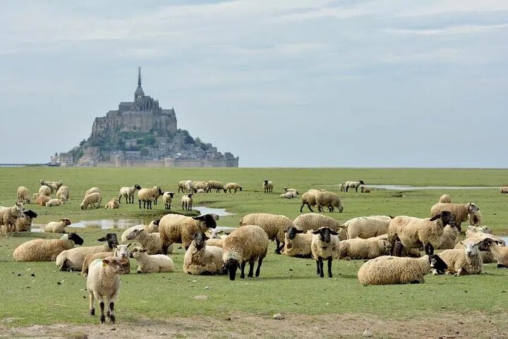 Day Trip Mont-Saint-Michel with a local driver from Rennes - 6 hours