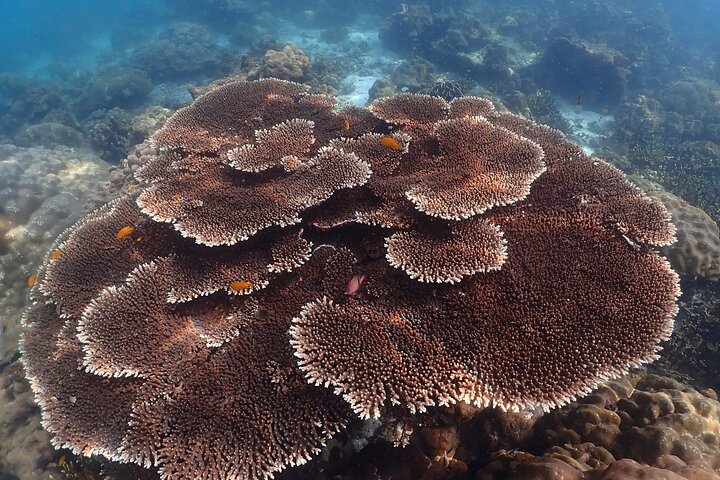 Phi Phi, Maya Bay and Khai Islands Tour By Seastar Andaman From Khao Lak