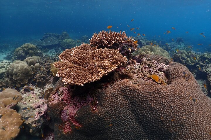 Phi Phi, Maya Bay and Khai Islands Tour By Seastar Andaman From Khao Lak