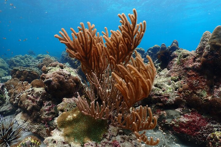 Phi Phi, Maya Bay and Khai Islands Tour By Seastar Andaman From Khao Lak