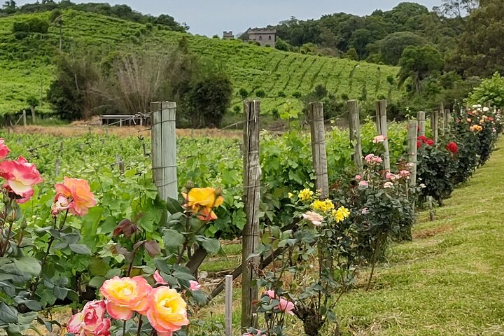 Private Tour to Serra Gaúcha Vineyards