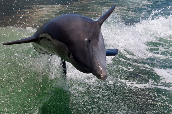 Sunset & Dolphin Tour St. Pete Beach