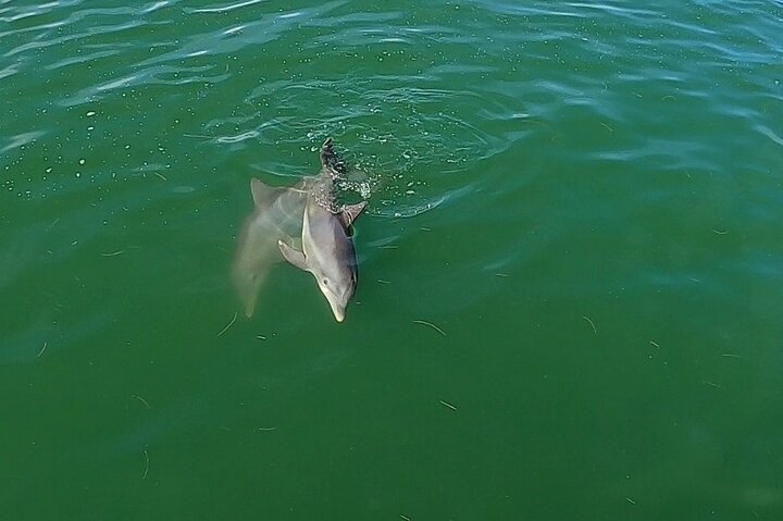 Sunset & Dolphin Tour St. Pete Beach