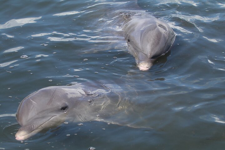 Sunset & Dolphin Tour St. Pete Beach