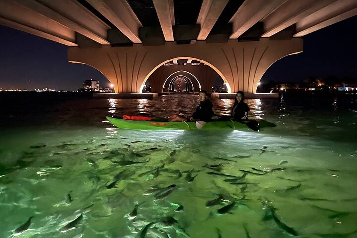Sharkeys Glass Bottom Fish Feeding LED Night Tour St. Pete Beach