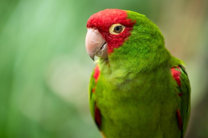 Colorful Species Of Birds