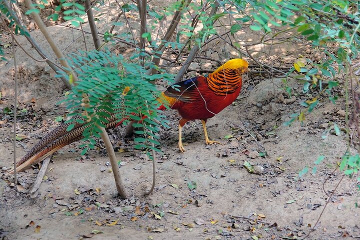 Colorful Species Of Birds