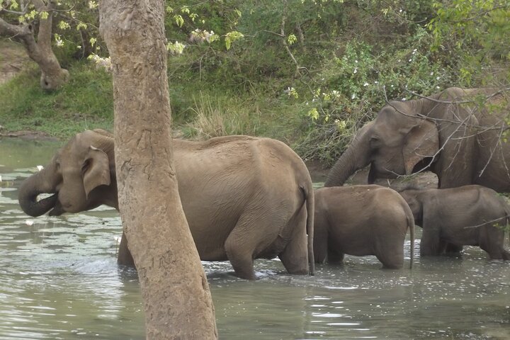 Full Day Safari ( The Best for Leopards & Elephants and more..)