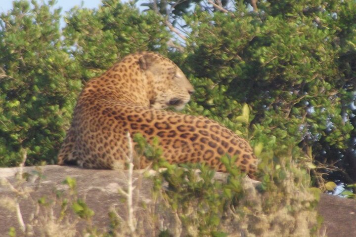 Full Day Safari ( The Best for Leopards & Elephants and more..)