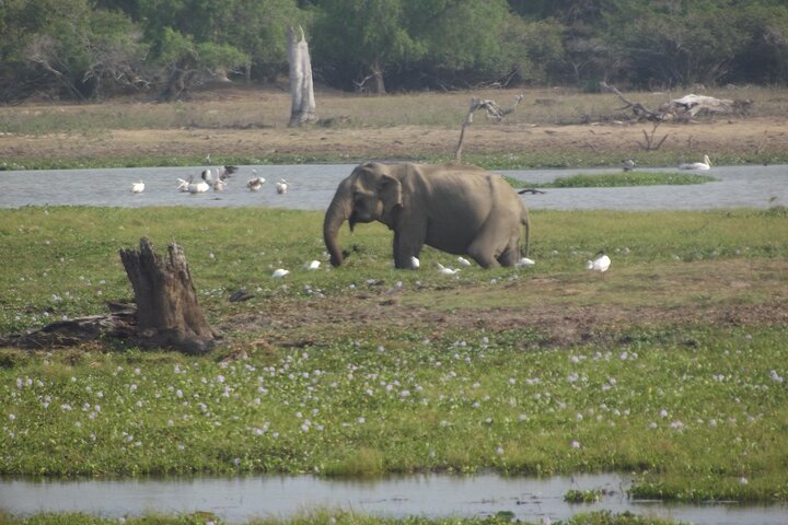 Full Day Safari ( The Best for Leopards & Elephants and more..)