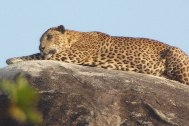 Special Leopards and Elephants safari - 04.30 am to 11.30 am