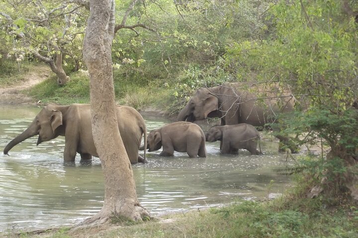 Special Leopards and Elephants safari - 04.30 am to 11.30 am