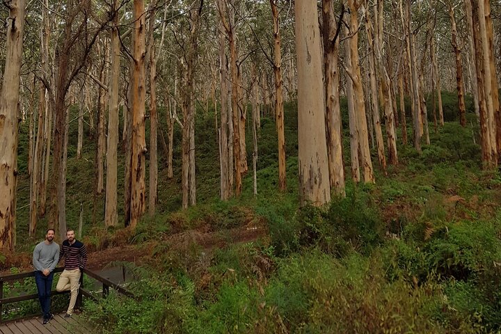 Margaret River Small-Group Curated Wine, Coffee, Lunch & Forest
