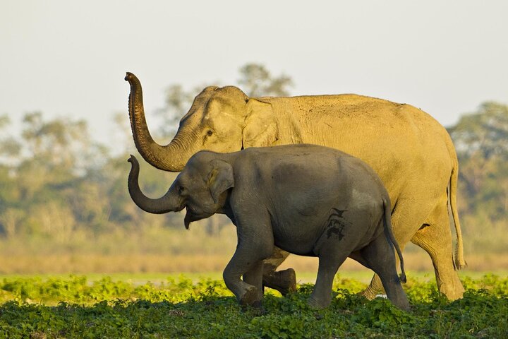 Kaziranga National Park & Guwahati