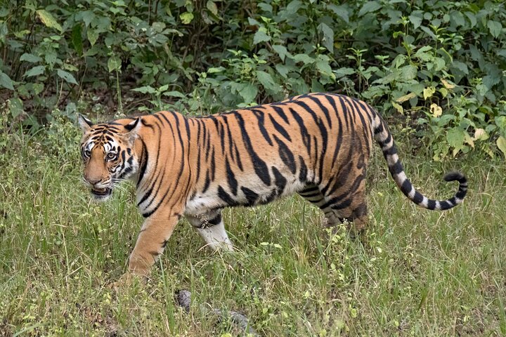 Tiger, Temple & Taj