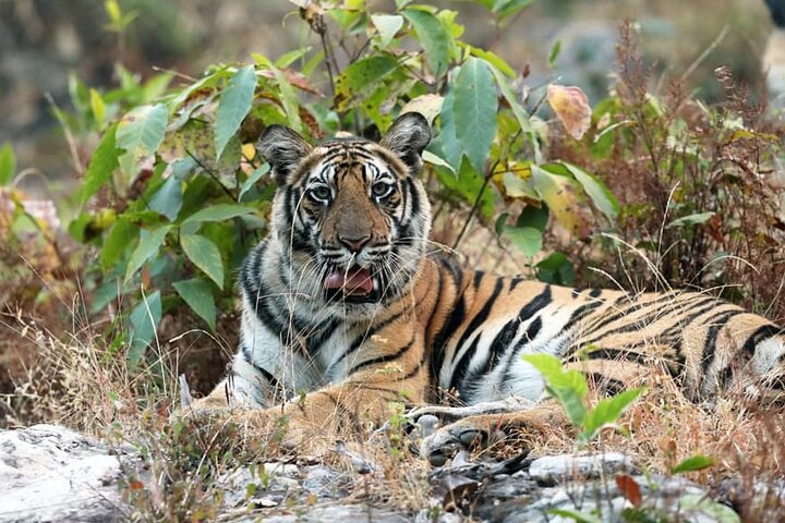 Tiger & Temple