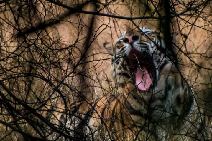 Tiger & Temple