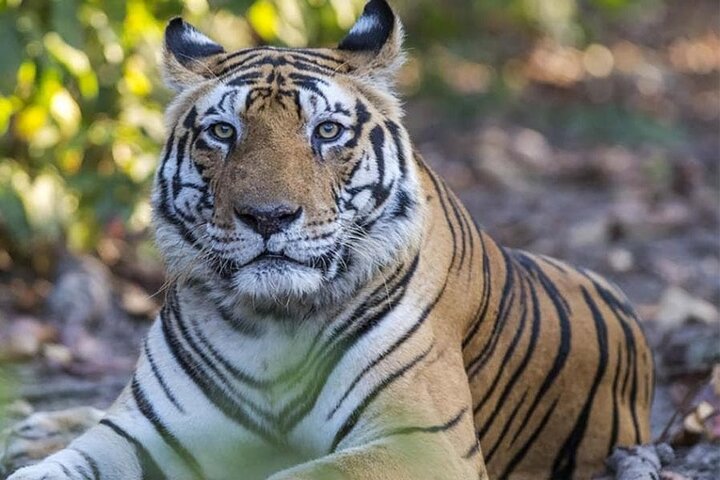 Tiger & Temple