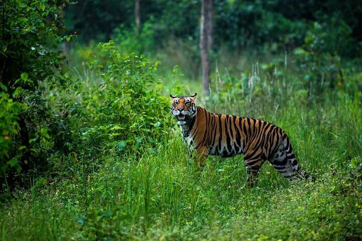 Tiger & Temple