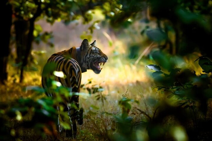 Tiger & Temple