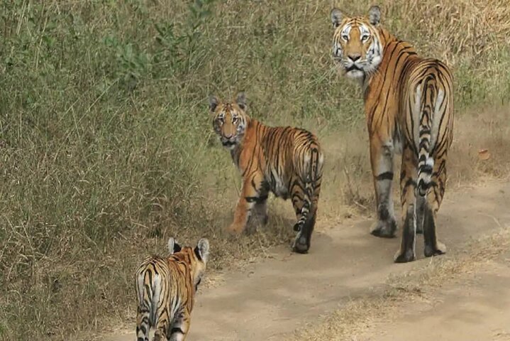 WildlifeSafari in Tadoba, Pench, Kanha & Bandhavgarh NationalPark