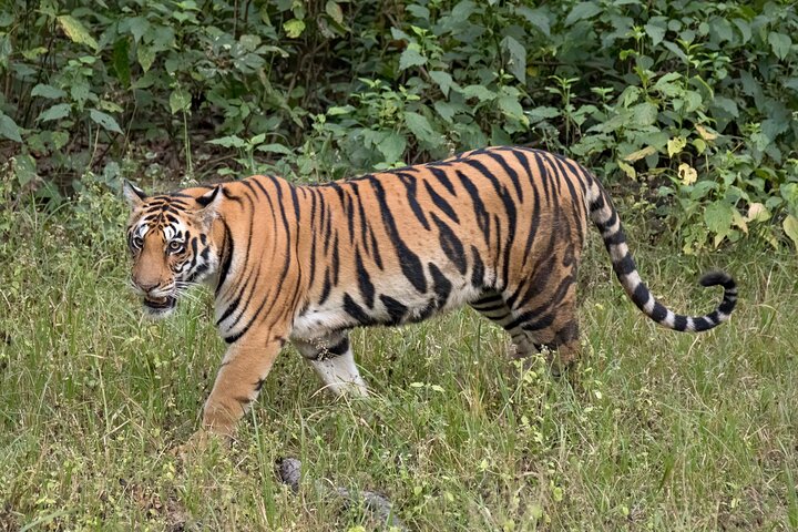 Tiger & Temple