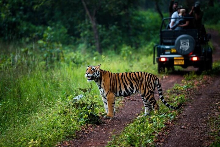Tiger & Temple
