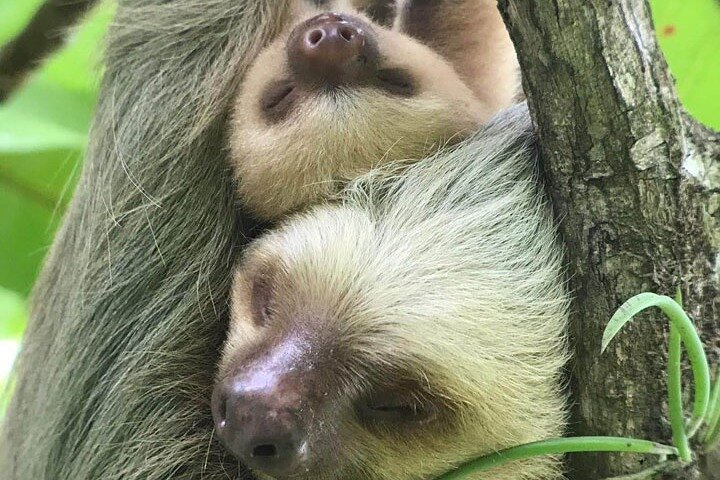 Manuel Antonio National Park Guided Tour – With Ticket Option