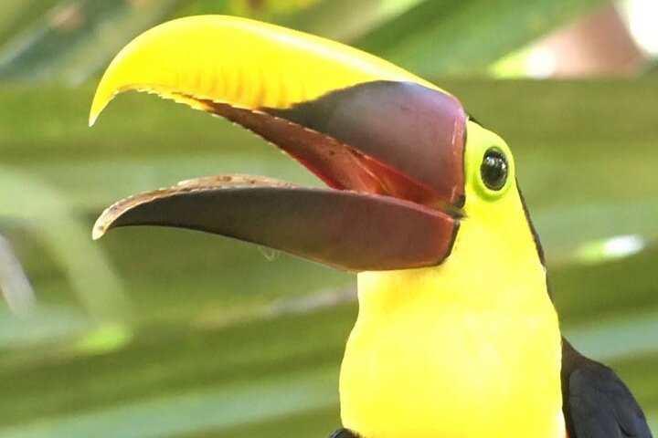 Manuel Antonio National Park Guided Tour – With Ticket Option