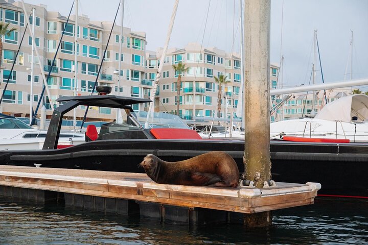 Luxury Shared E-Boat Cruise with Wine, Charcuterie & Sea Lions Spotting
