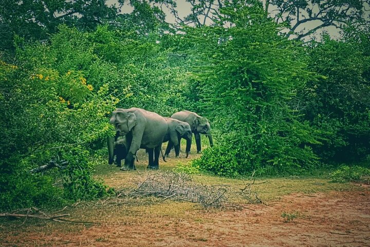 Minneriya National Park Safari | Jeep with Tickets
