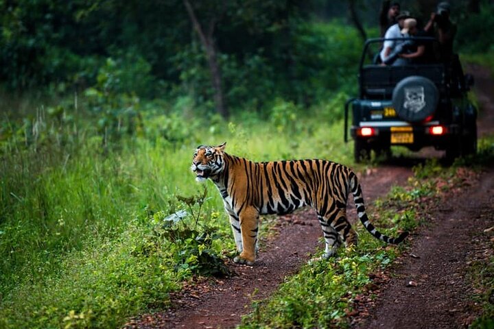 WildlifeSafari in Tadoba, Pench, Kanha & Bandhavgarh NationalPark