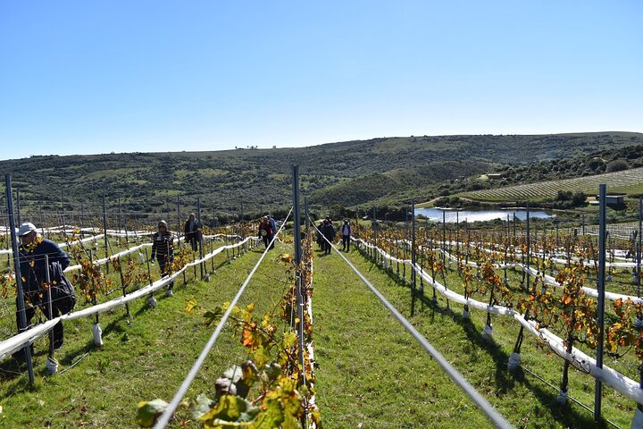 Uncover a Secluded Vineyard for Lunch