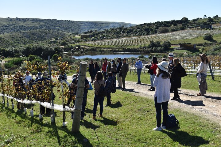 Uncover a Secluded Vineyard for Lunch