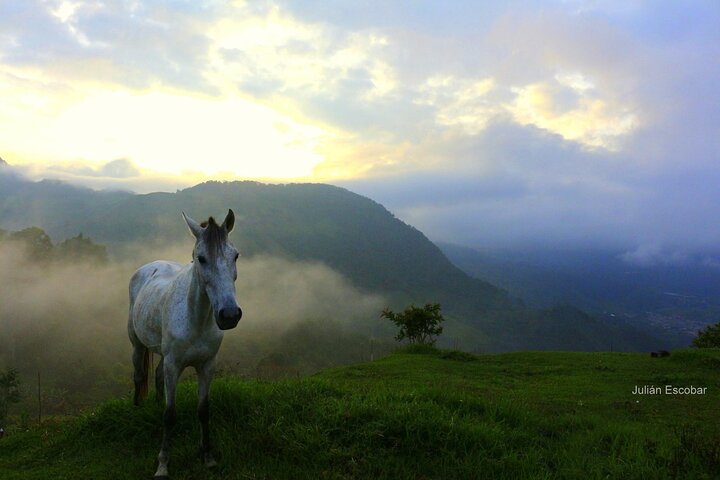 Horse riding tour