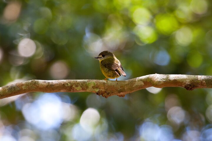 Maiala Rainforest Tour
