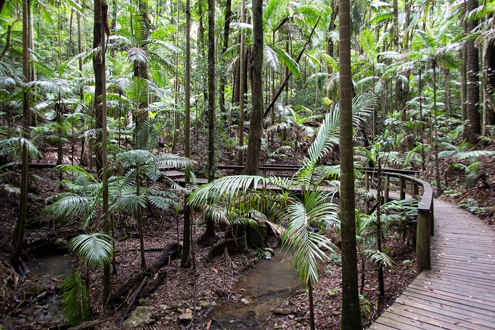 Maiala Rainforest Tour