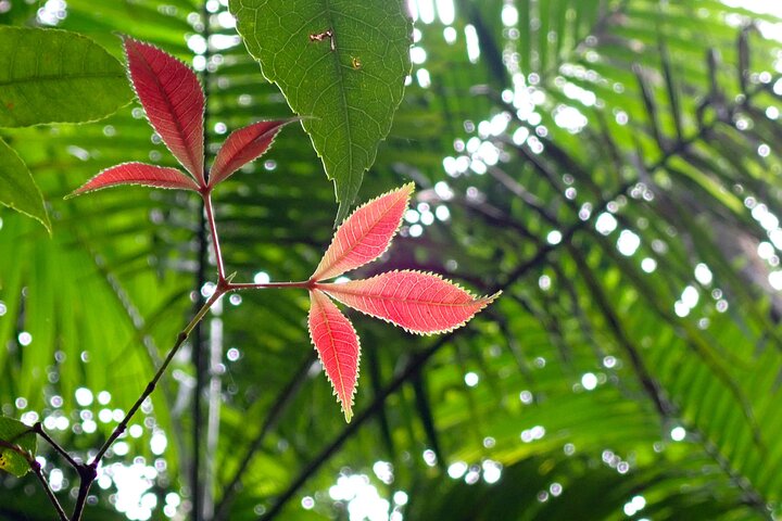 Maiala Rainforest Tour
