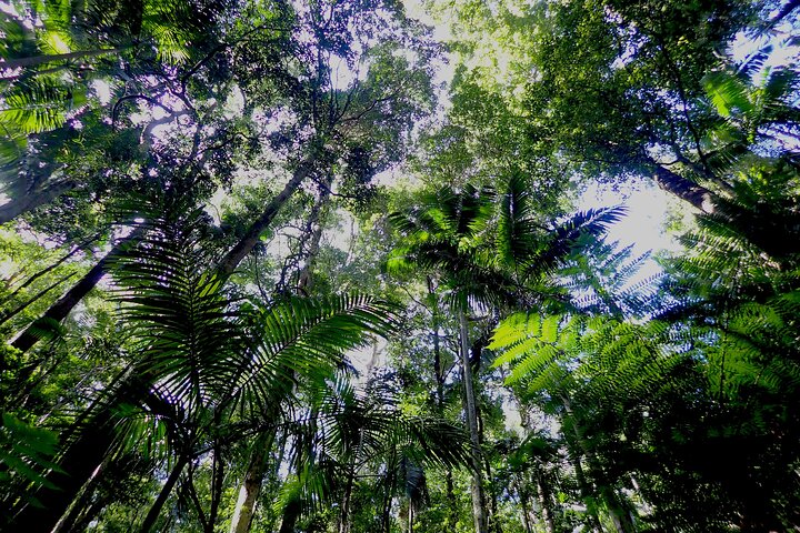 Maiala Rainforest Tour
