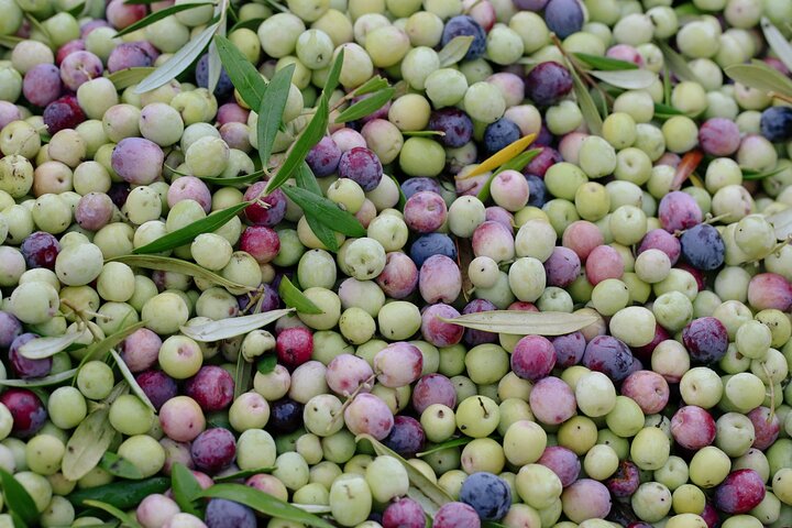 Organic Olive Grove tour & Olive oil tasting & lunch in Kalamata!