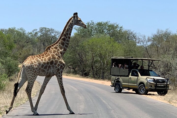 Kruger National Park - Morning or Afternoon Safari