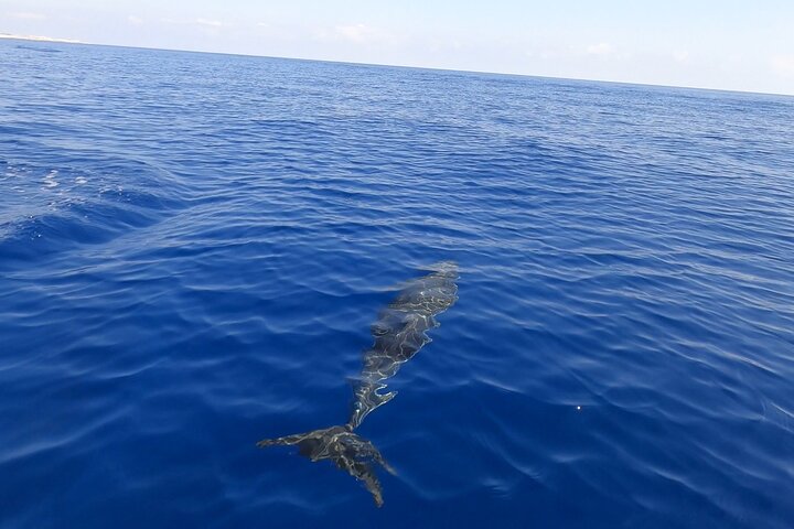 8-Hour Boat Tour from Castellammare del Golfo to San Vito Lo Capo