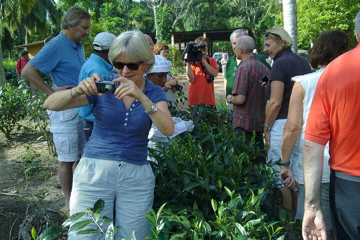 Ella Private Day Trip with Train Ride & Tea Factory-All Inclusive
