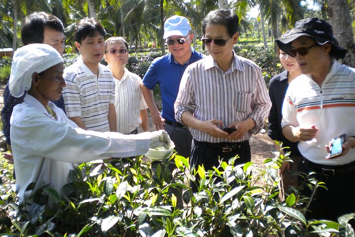 Ella Private Day Trip with Train Ride & Tea Factory-All Inclusive