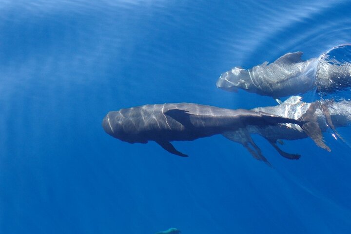 Tenerife Ecoyacht Tour for Whale Watching