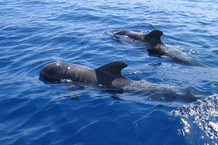 Tenerife Ecoyacht Tour for Whale Watching