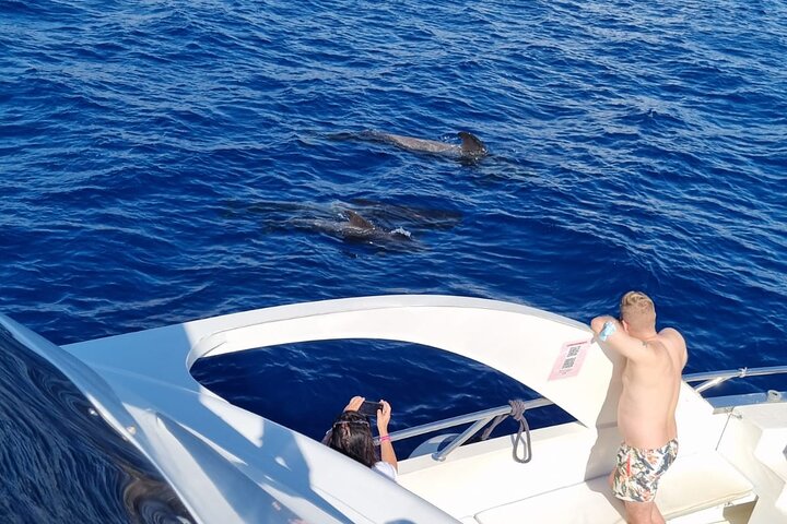 Tenerife Ecoyacht Tour for Whale Watching