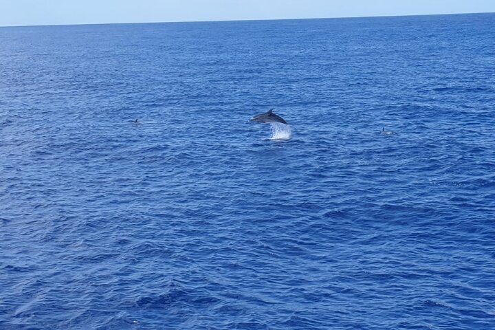 Tenerife Ecoyacht Tour for Whale Watching