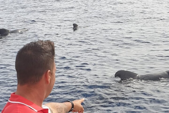 Tenerife Ecoyacht Tour for Whale Watching